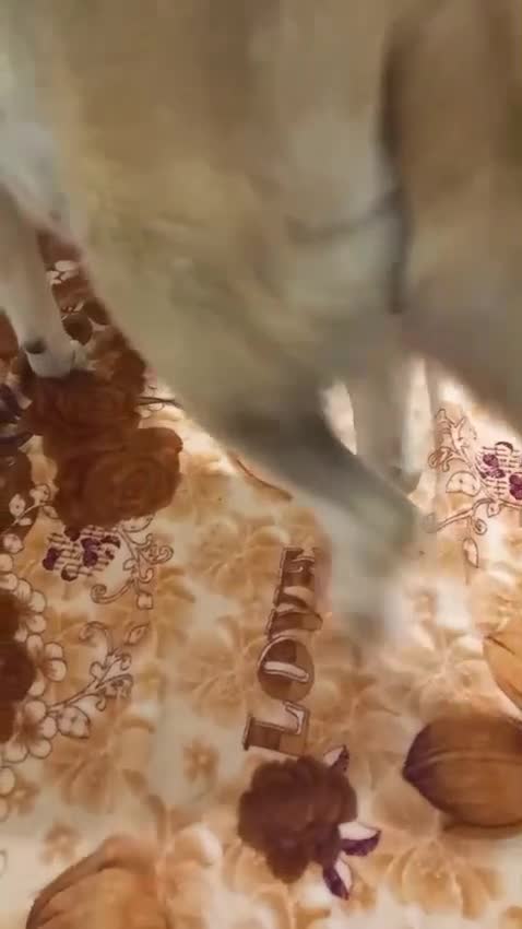 Akita dogs for sale: Gorgeous Full American Akita Pups in London - Video 3