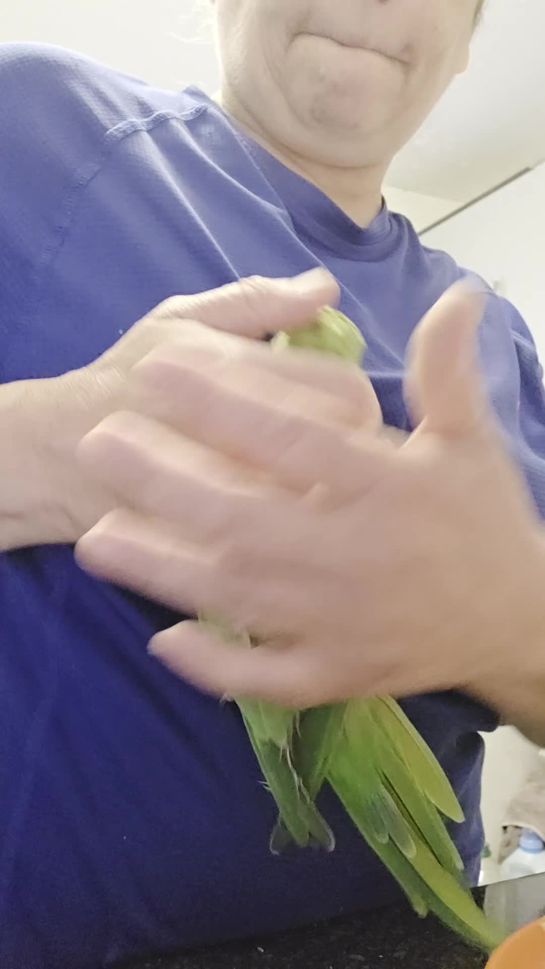 Ringnecks birds for sale: Hand-Reared Baby. R Ringnecks  for Sale  - Video 1