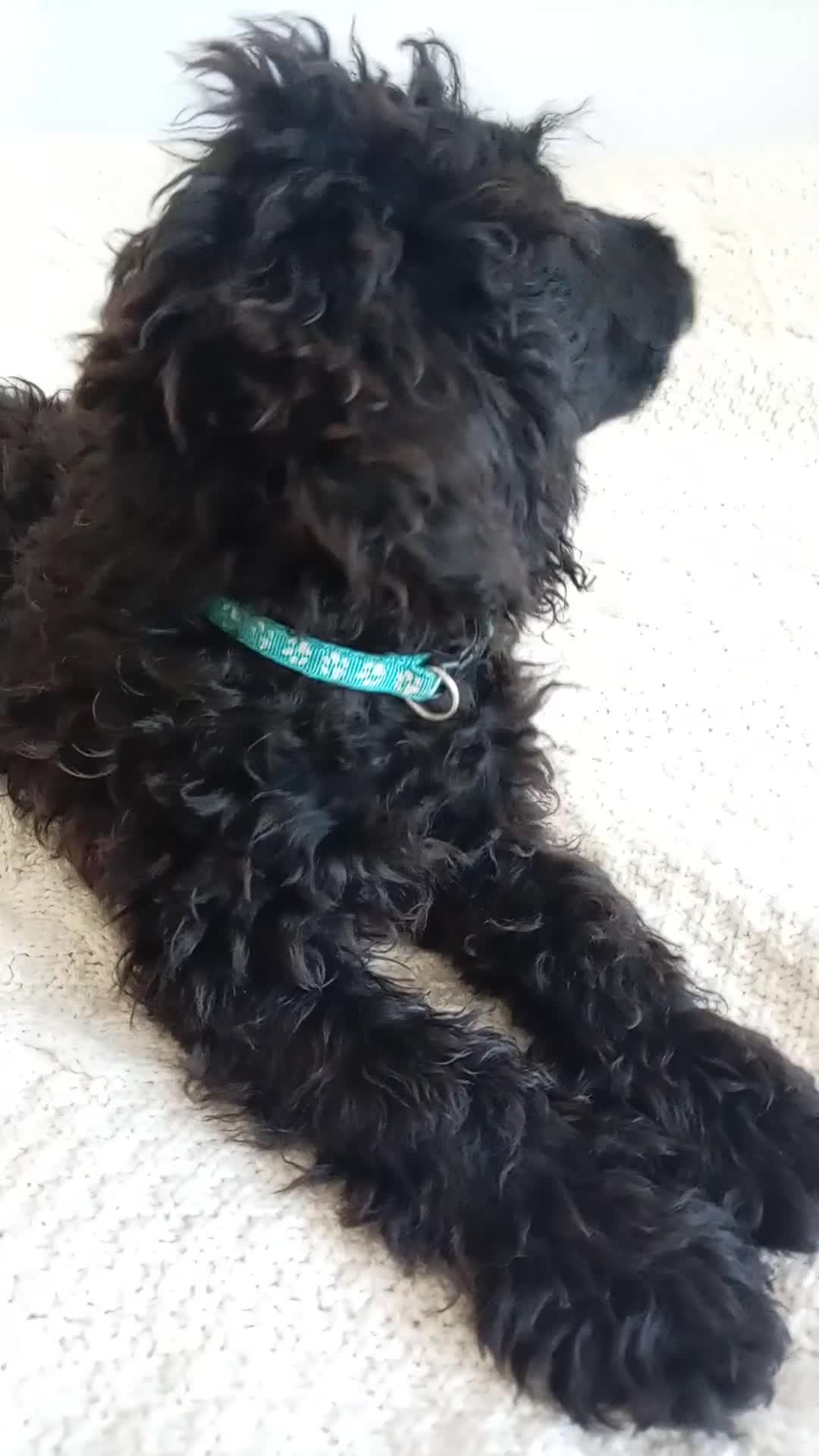 Mini Goldendoodle dogs for sale: Big REDUCTION Goldendoodles - Video 1