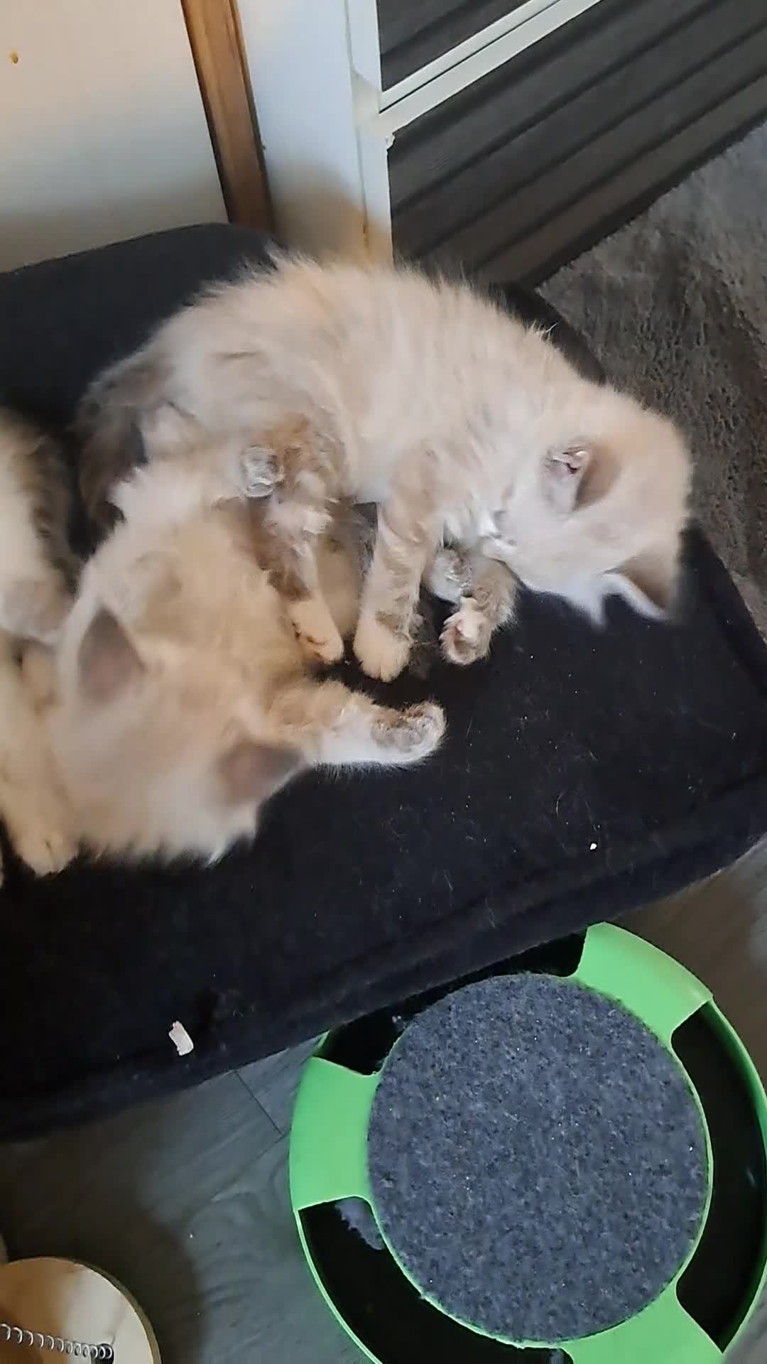 Mixed Breed cats for sale: Maine coon mix Girls💜 - Video 2