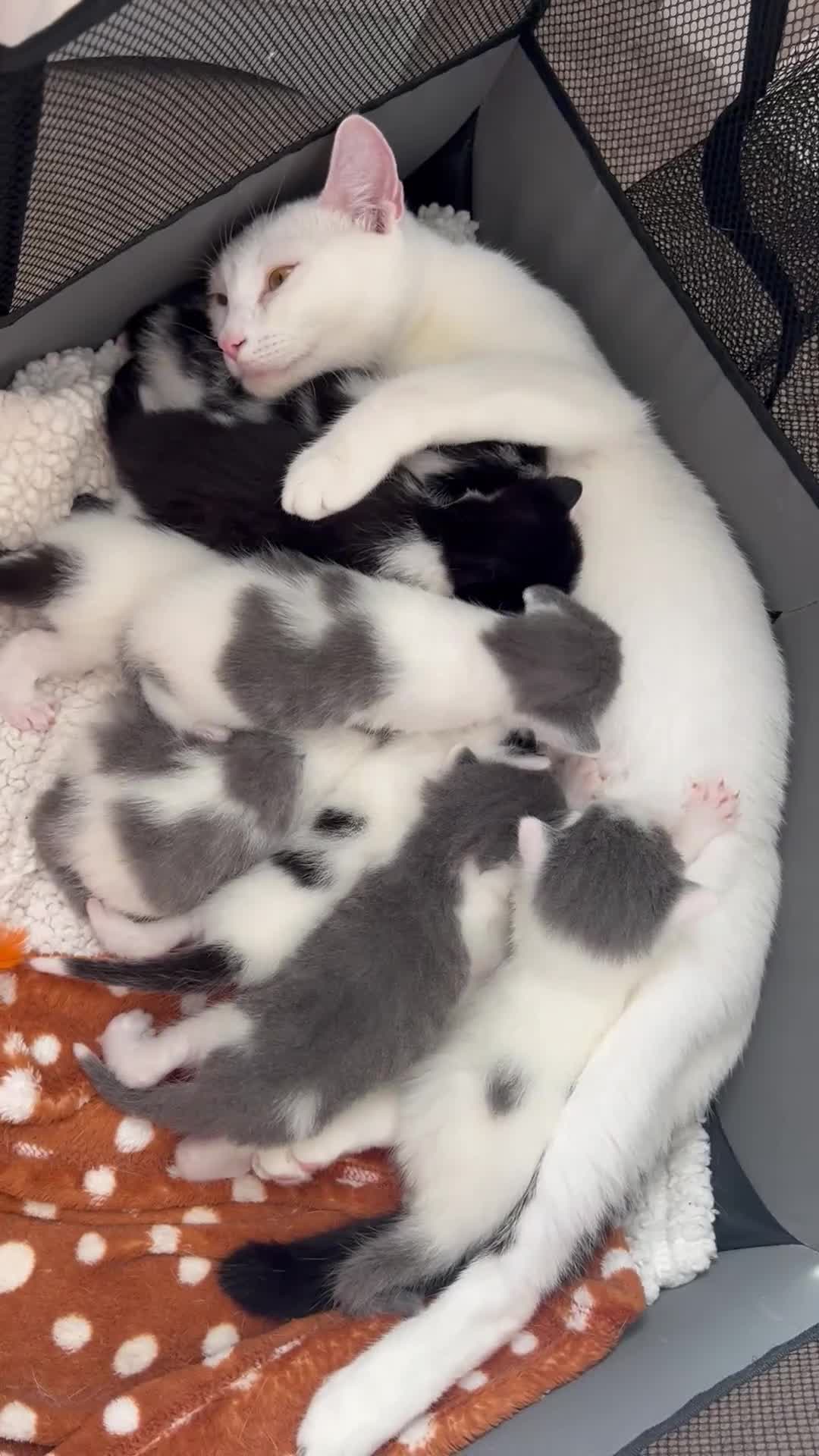 Mixed Breed cats for sale: ❤️*Blue/white & black/white friendly kittens*❤️ - Video 1