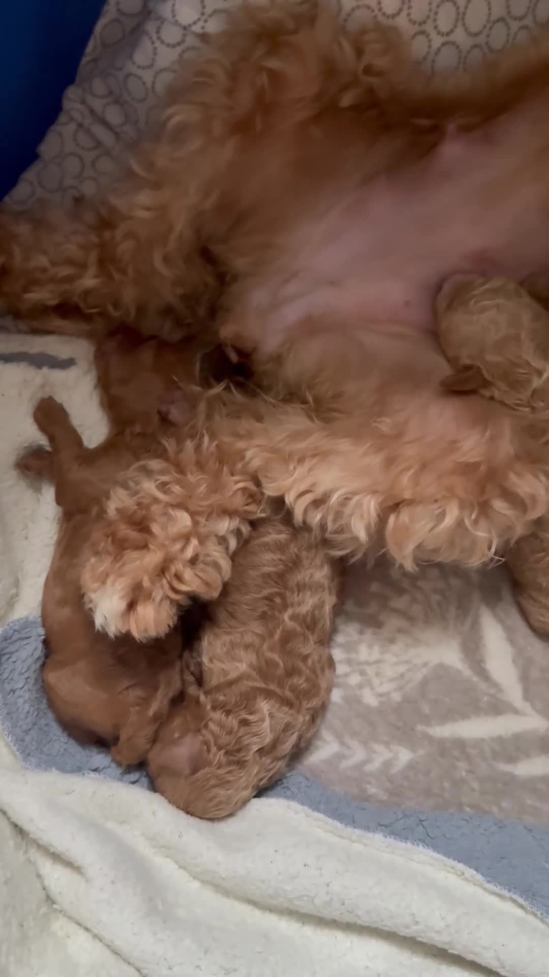 Maltipoo dogs for sale: Red mini maltipoo F1b puppies 😍💙💓 - Video 1
