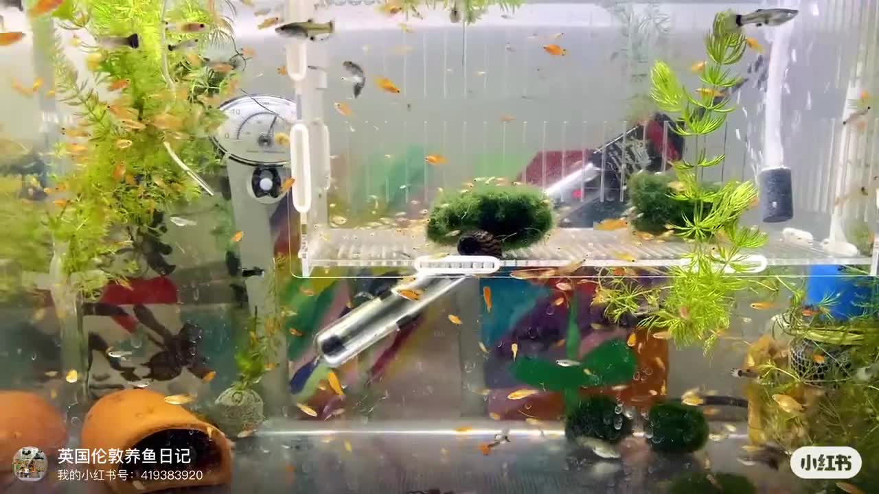 Plecos fish for sale: Beautiful small Platy, Guppy &Pleco – Hobby Tank - Video 1