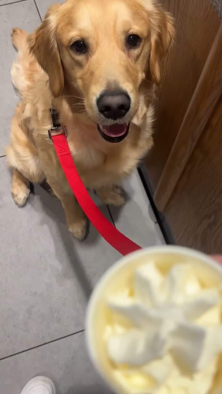 Golden Retriever dogs for sale: Beautiful KC REGISTERED GOLDEN RETERIVER MALE  - Video 2