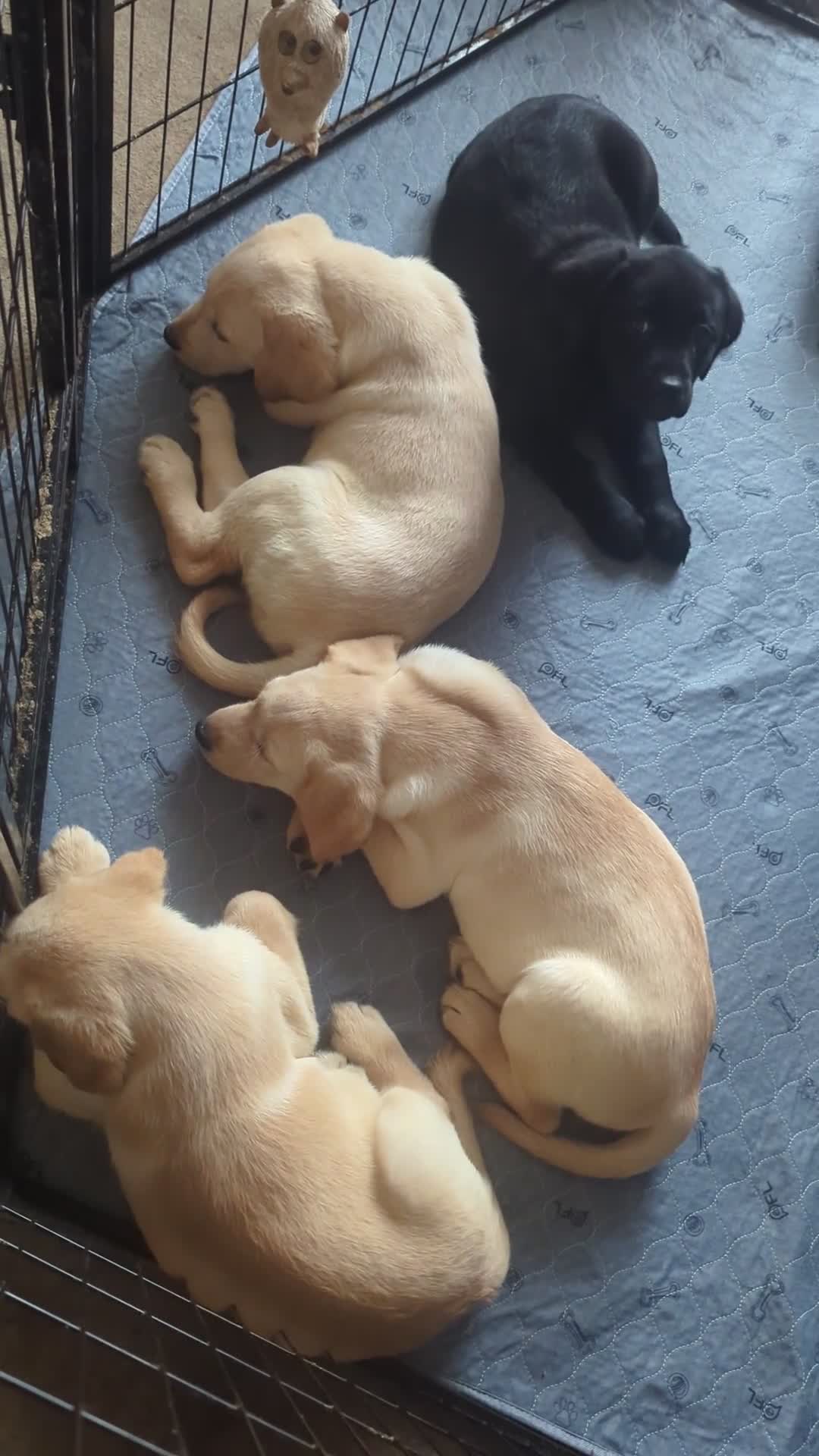 Goldador dogs for sale: 9 Week old Goldador Puppies - ready to go - Video 2
