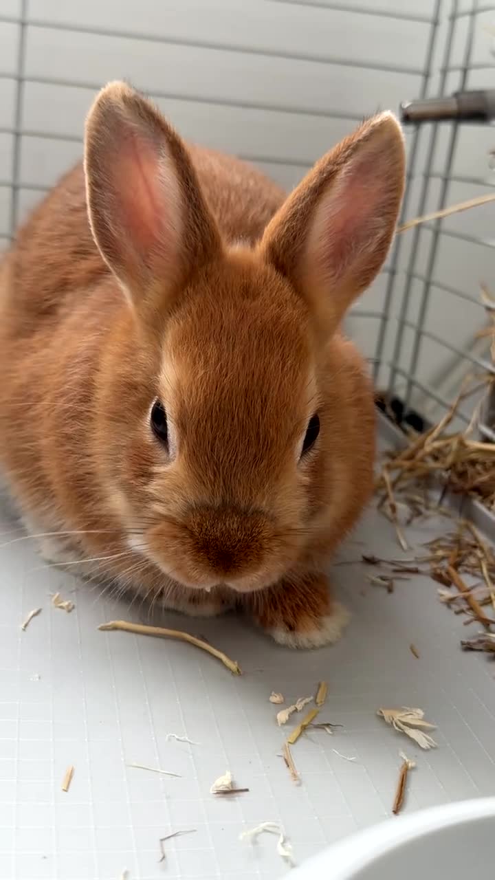 Mixed Breed rabbits for sale: Mixed Breed Female Rabbit ( 2 months old )  in Portsmouth - Video 1