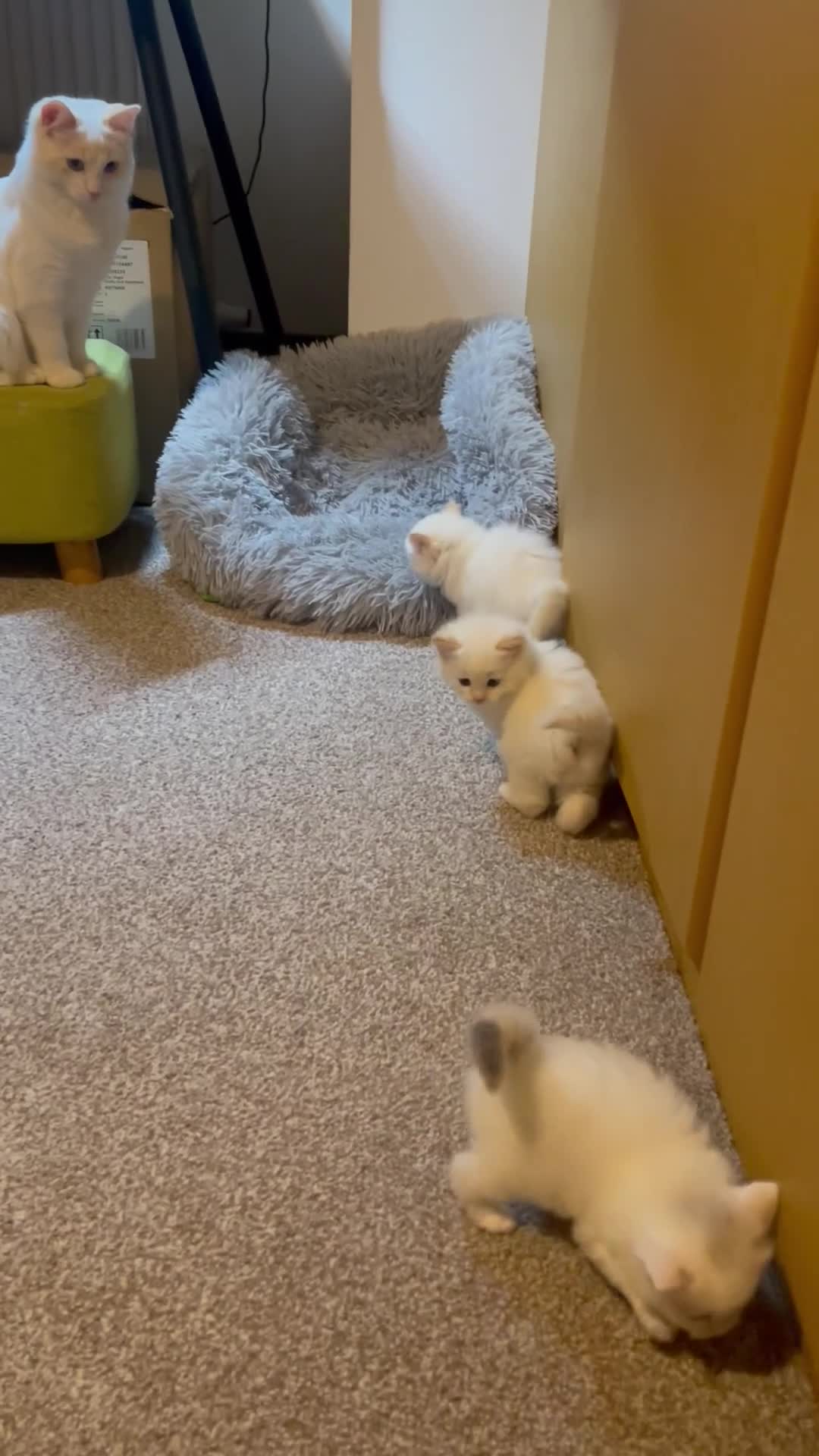 Ragdoll cats for sale: DoB:18/7/25& 14/11/25 Ragdoll Kittens Purebred - Video 3