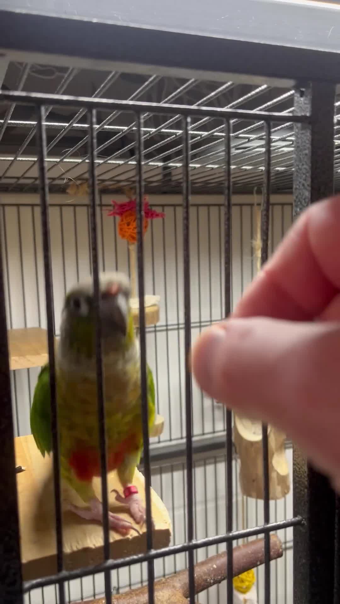 Conures birds for sale: Reggie the Conure - Video 1