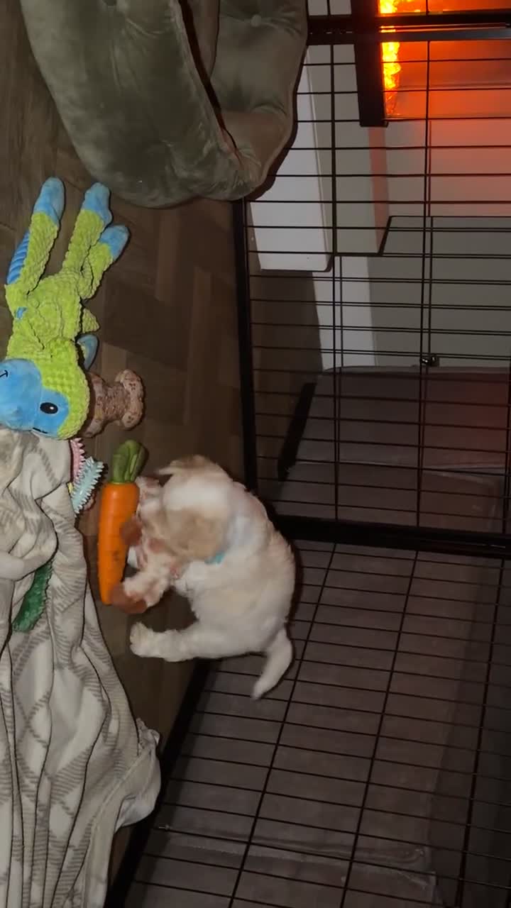 Cockapoo dogs for sale:  cockapoo litter f2 - Video 3