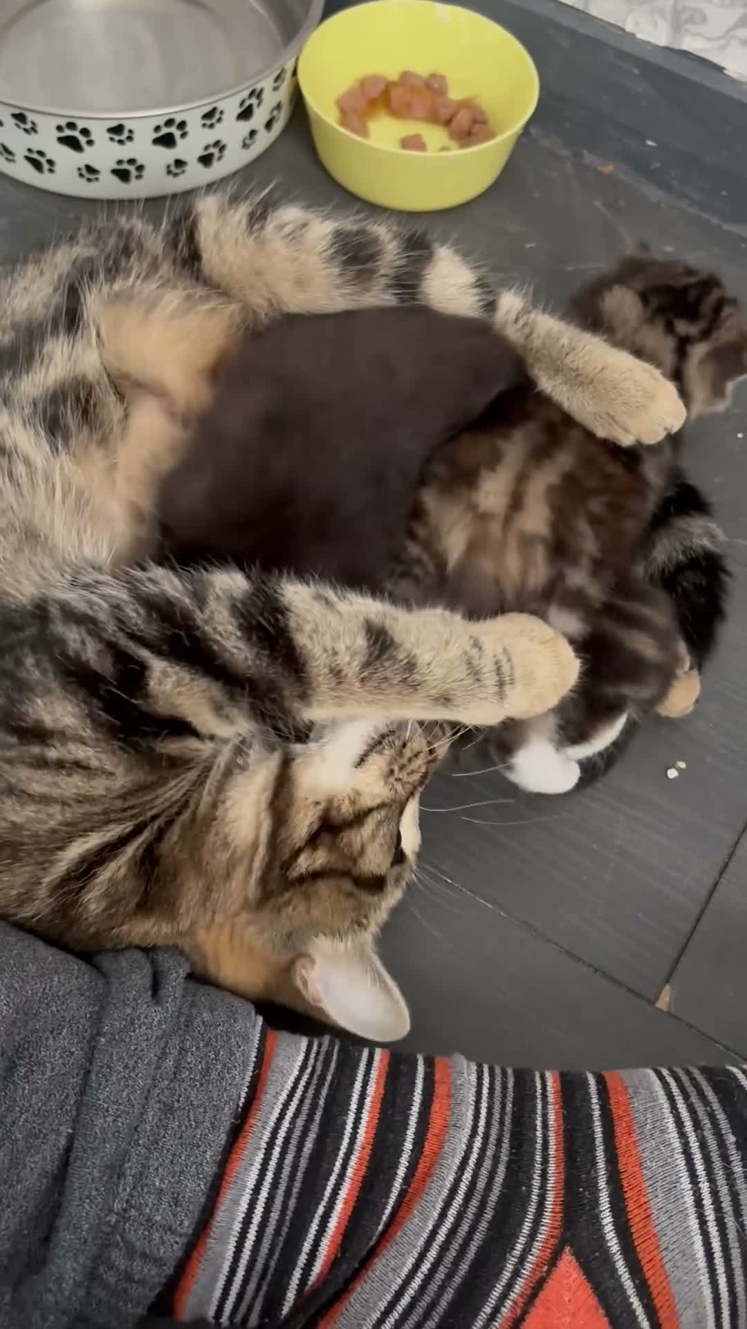 Mixed Breed cats for sale: Kittens for sale - Video 1