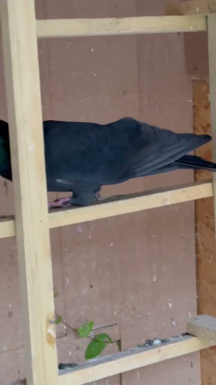 Pigeons birds for sale: Afghani pigeons & 6 Female Racing for Sale  in London - Video 1