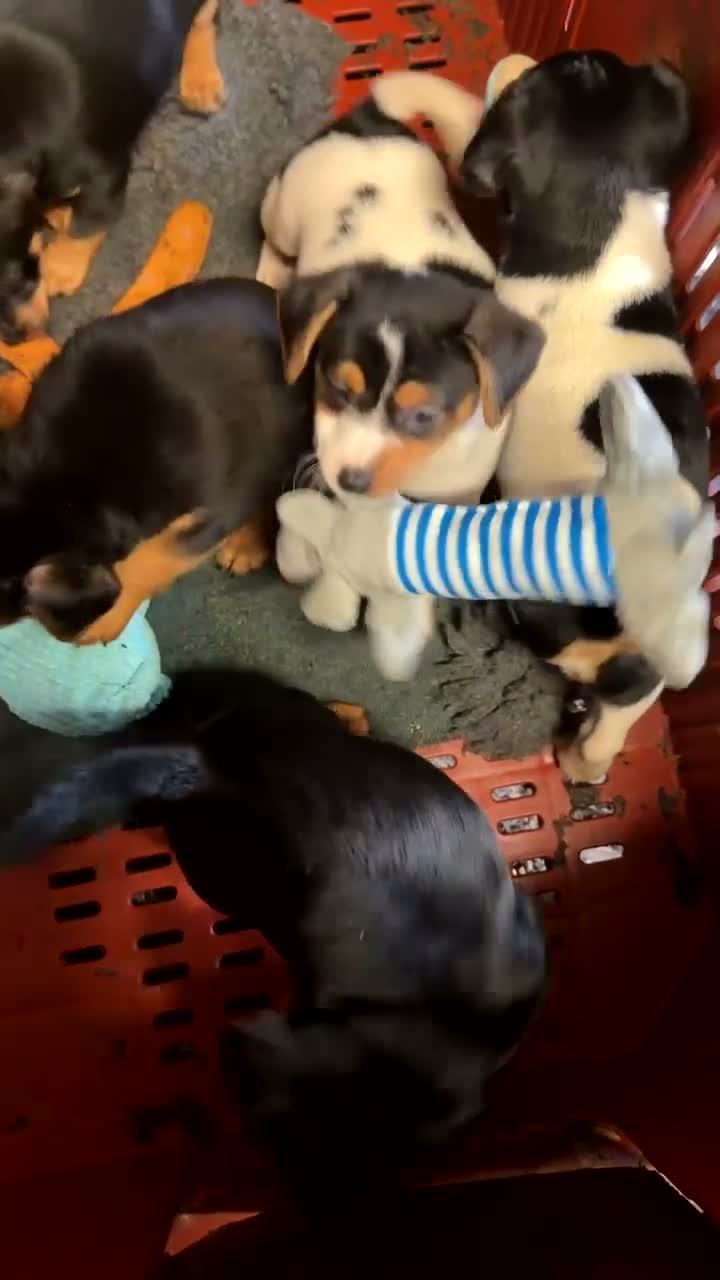 Jack Russell dogs for sale: 2 Male Jack Russell Puppy’s Available in Banchory - Video 1