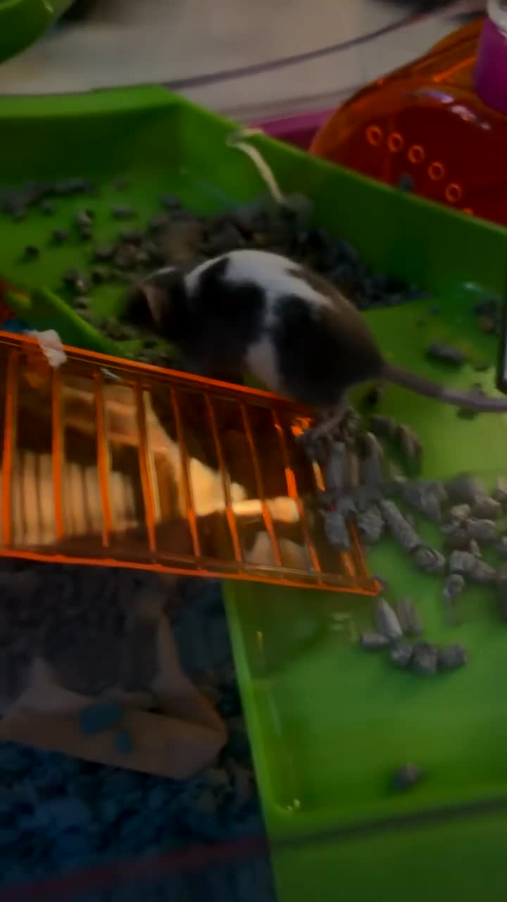 Mouse rodents for sale: 2 baby mice  in Shrewsbury - Video 2