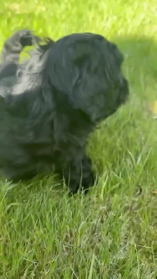 Maltipoo dogs for sale: Maltipoo puppies  - Video 2