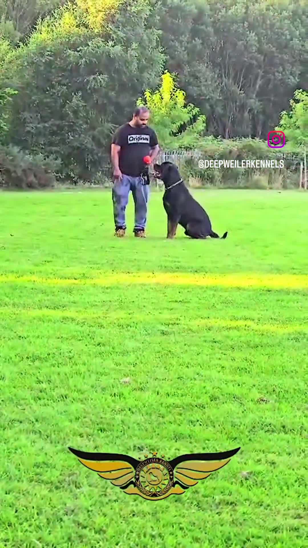 Rottweiler dogs for stud: SUPERB TOP QUALITY KCROTTWEILER FOR STUD **(ACE)** - Video 1