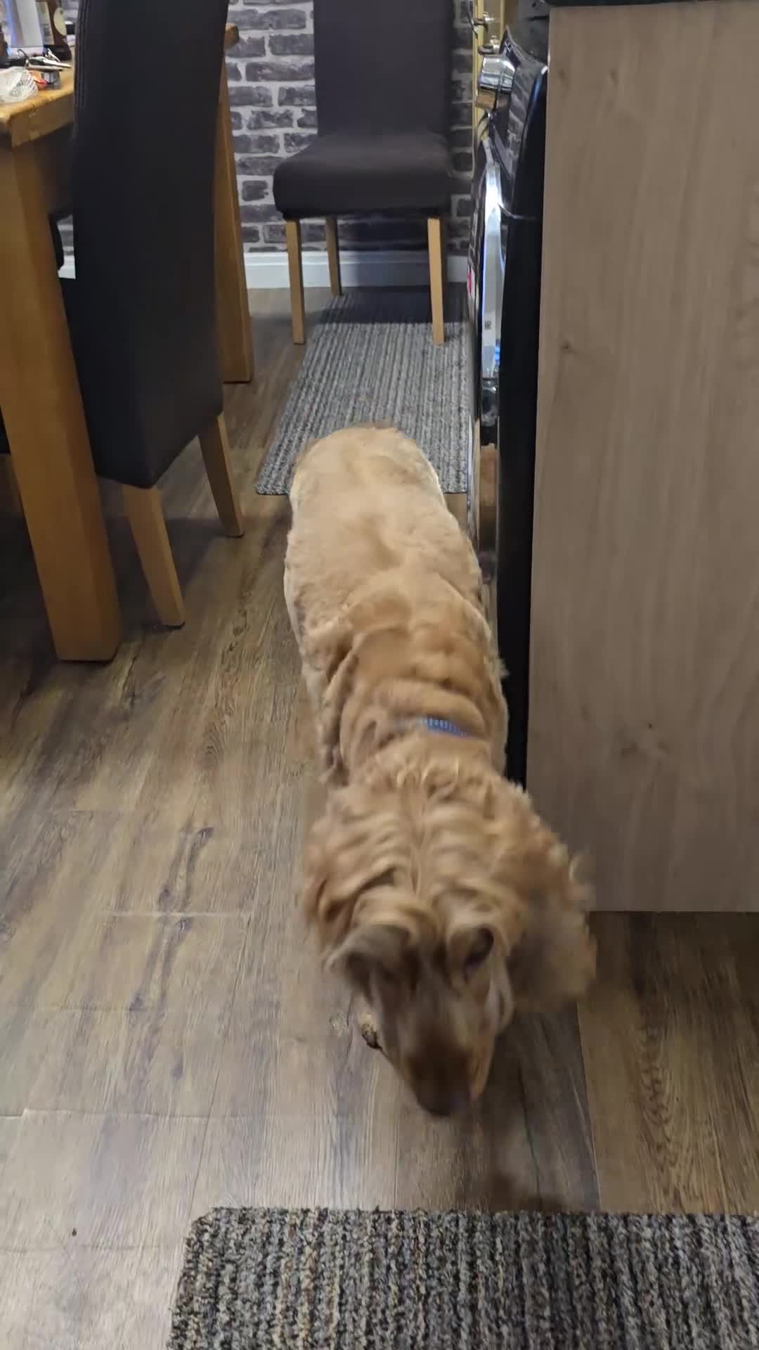Cocker Spaniel dogs for sale: Lovely Show Cocker Spaniel, 6yr, Great Family Dog  - Video 1