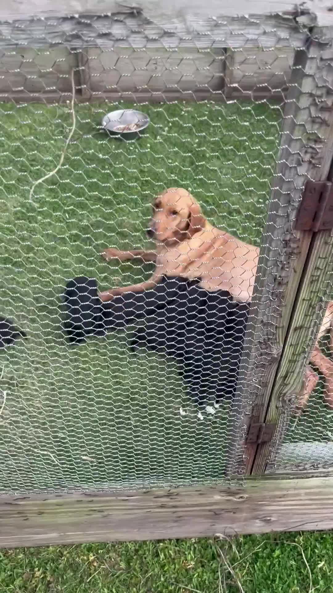 Mixed Breed dogs for sale: Labrador cross lurcher (lurcherdors) in Northallerton - Video 2