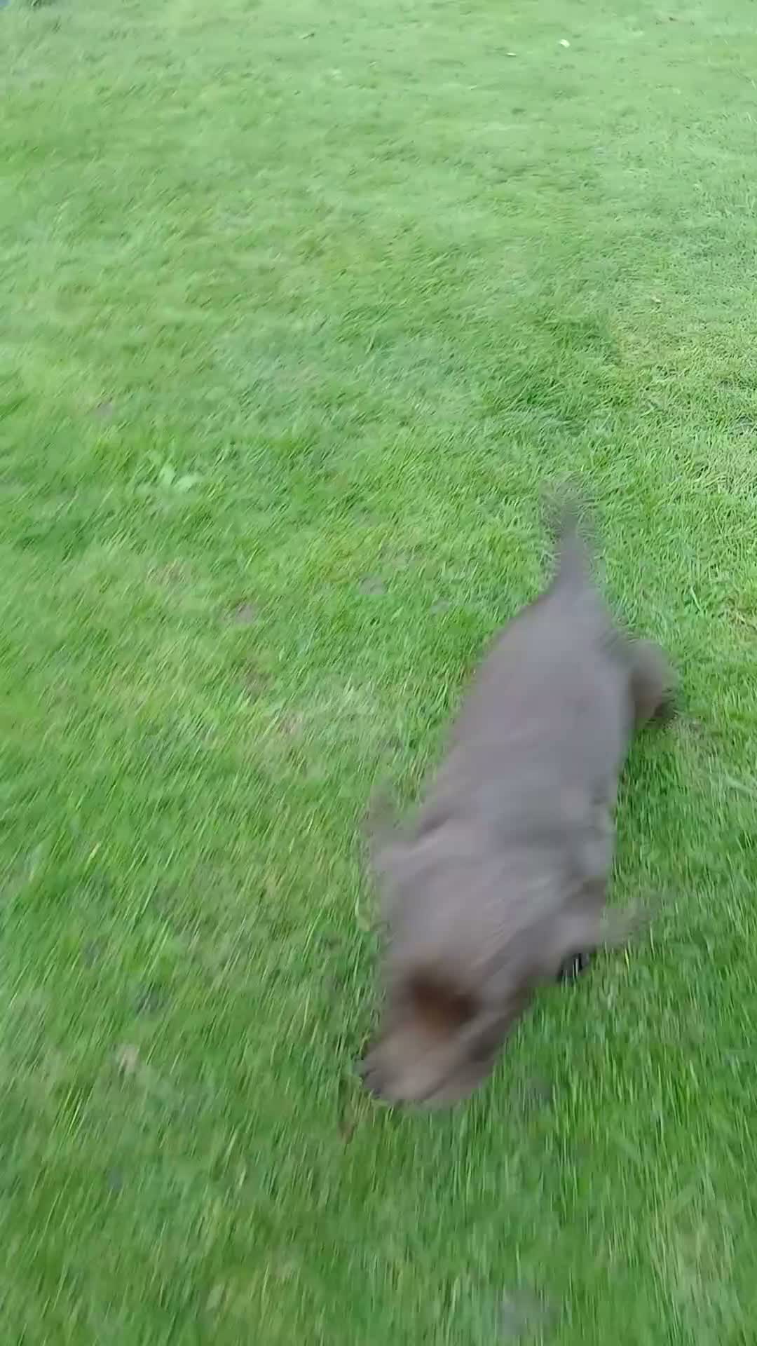Cocker Spaniel dogs for sale: Cocker spaniels pups - Video 1