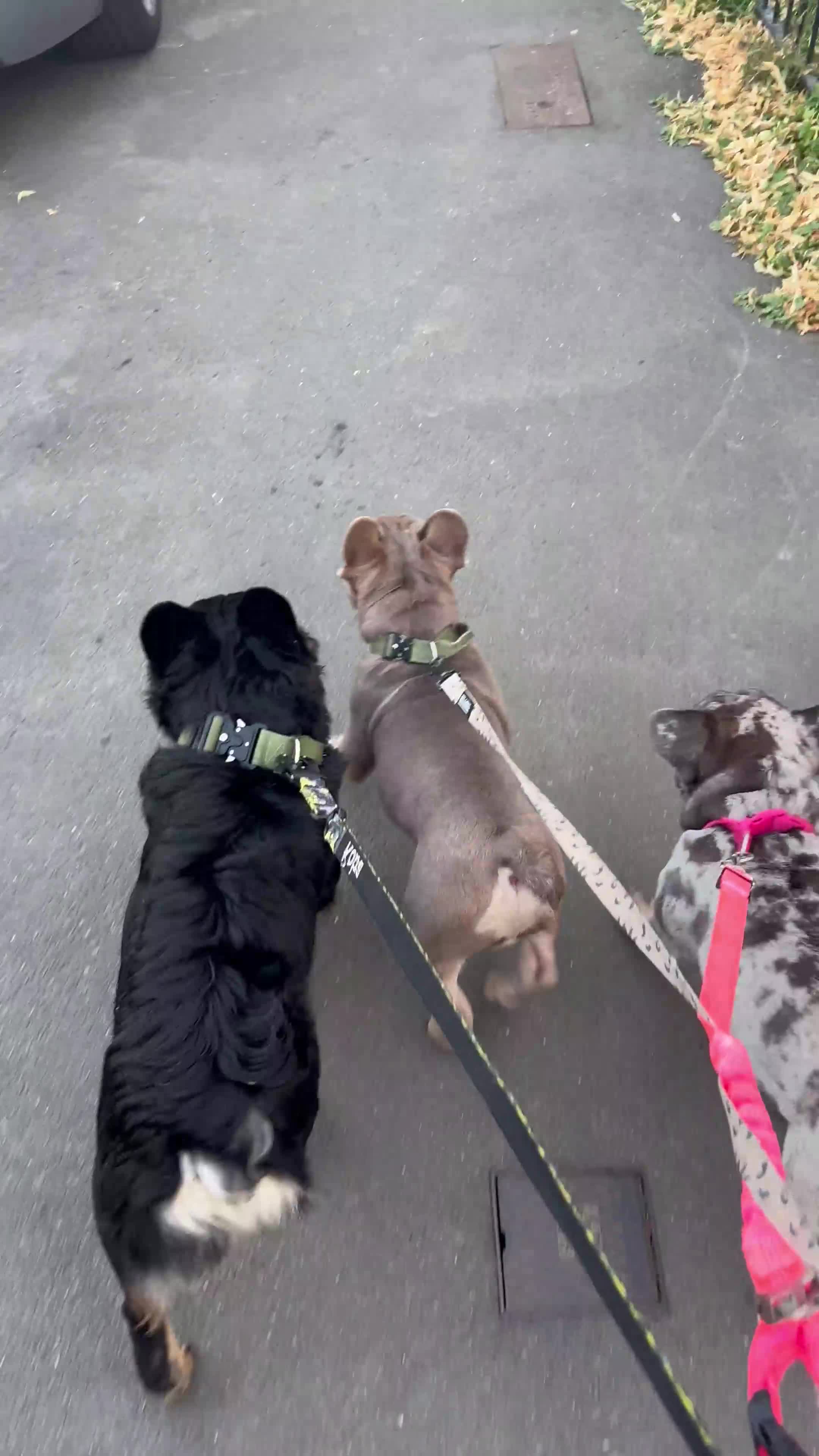 French Bulldog dogs for sale: Fluffy frenchie koba  - Video 1