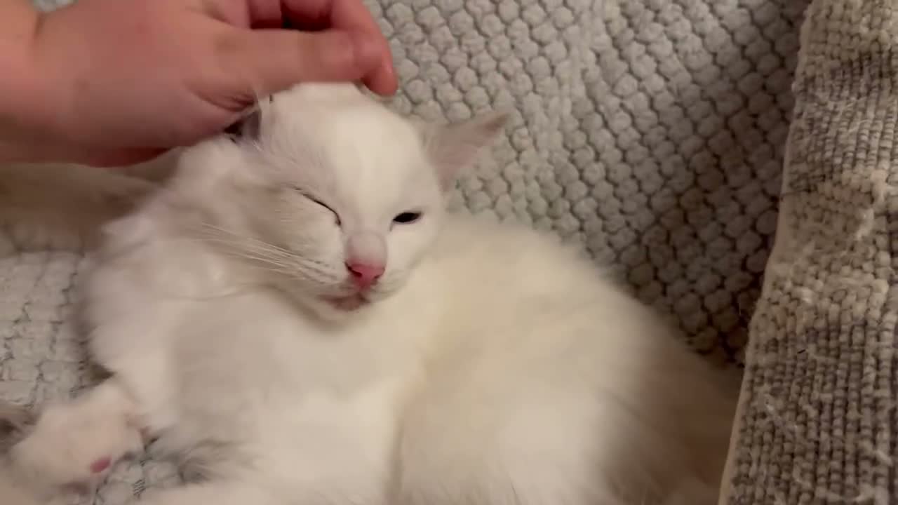 Ragdoll cats for sale: Last GCCF Registered Ragdoll Available  - Video 1