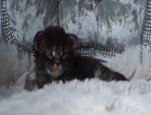 Maine Coon cats for sale: SHOW QUALITY MAINE COON KITTENS  - Video 5