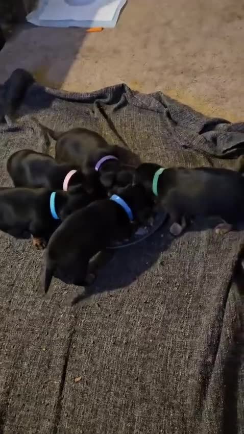 Jack Russell dogs for sale: Jack Russell Puppies for Sale - Video 1