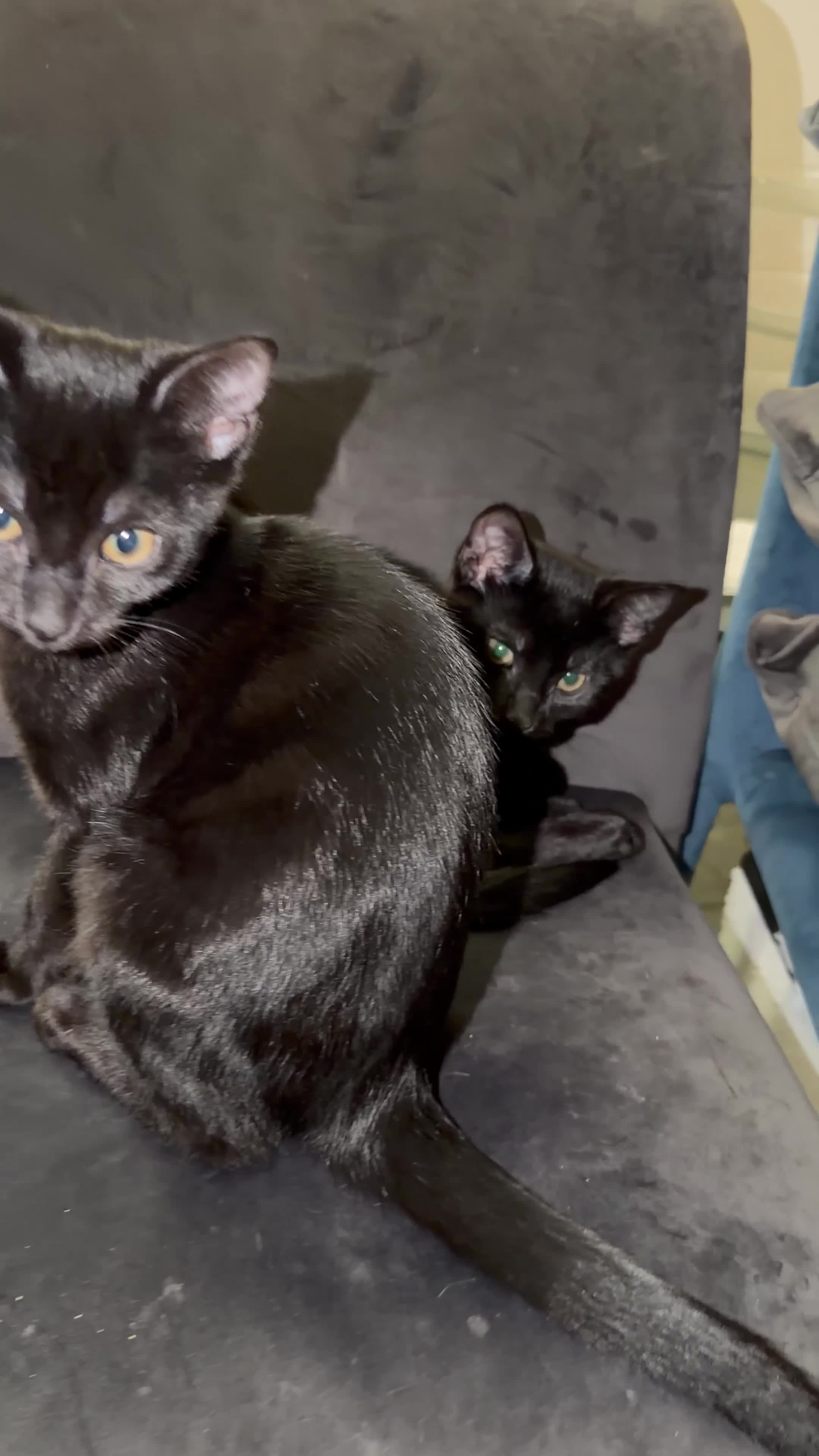 Domestic Shorthair cats for sale: Sister Kittens Looking for a Loving Home Together - Video 1