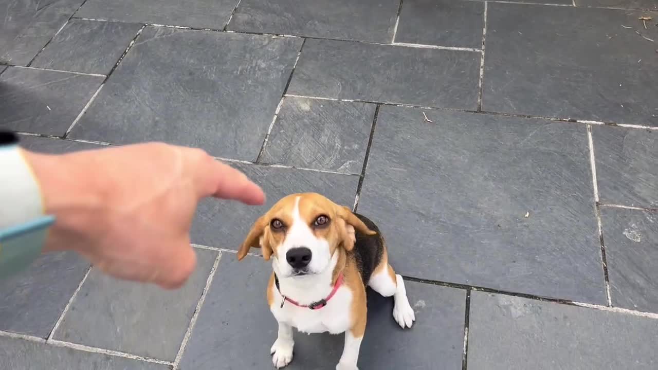 Beagle dogs for sale: Tricolour Beagle Female - Video 1