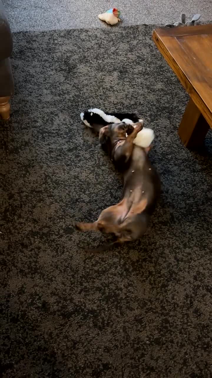 Miniature Dachshund dogs for sale: 2 year old Miniature Dachshund Girl - Video 1