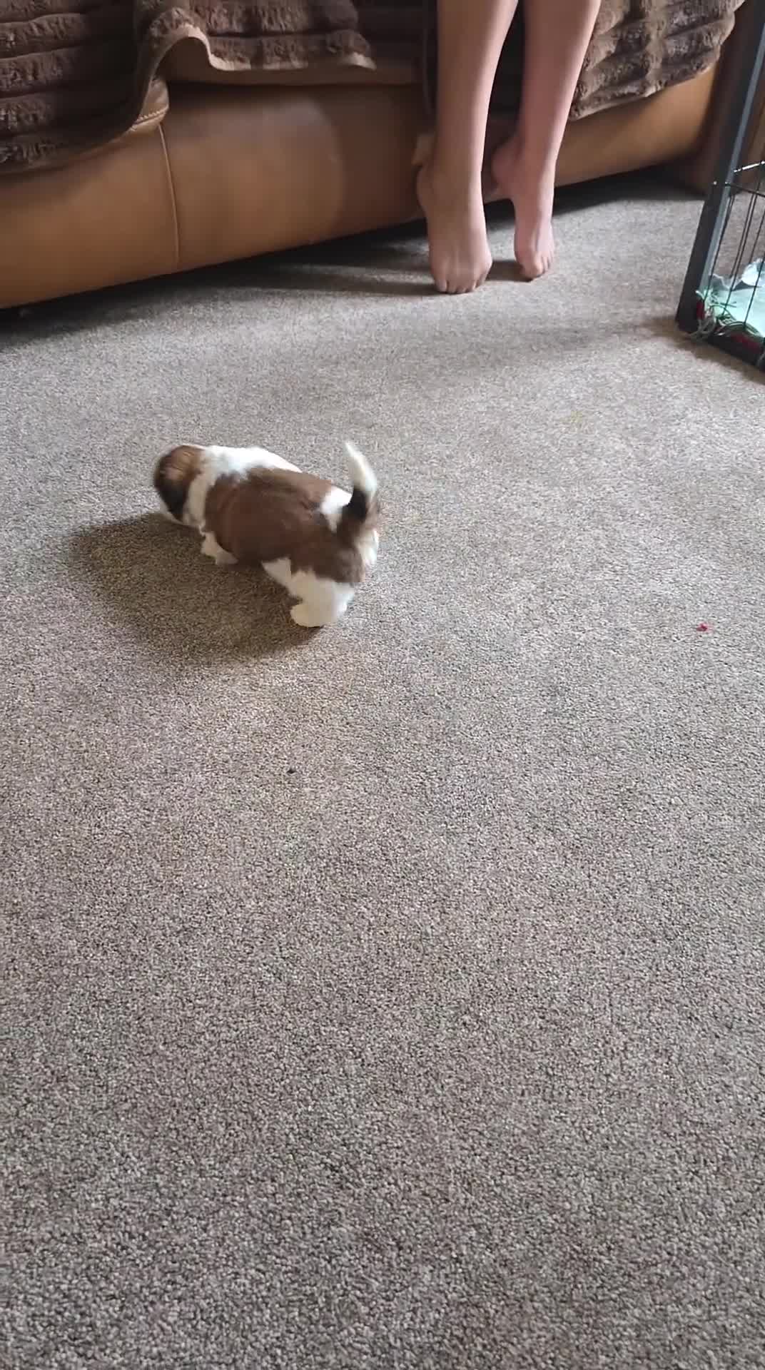 Shih Tzu dogs for sale:  Stunning KC registered Standard Shih Tzu Puppies  - Video 1
