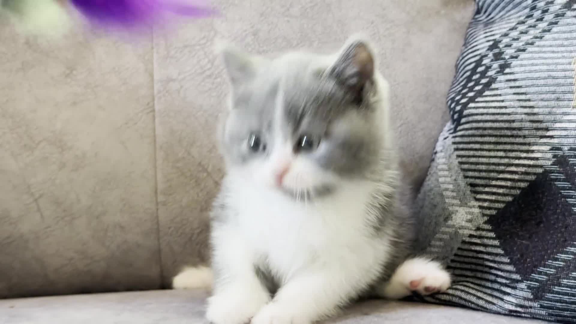 British Shorthair cats for sale: British shorthair kittens  - Video 2