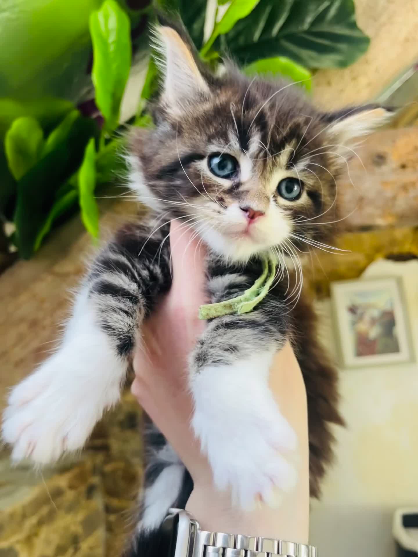 Maine Coon cats for sale: Stunning pedigree Maine coon kittens TICA - Video 1