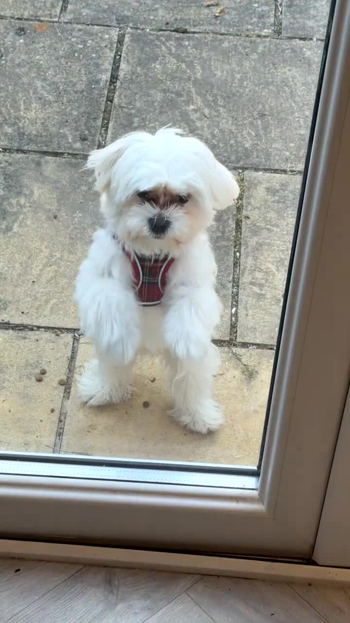 Mixed Breed dogs for sale: So cute and friendly  - Video 1