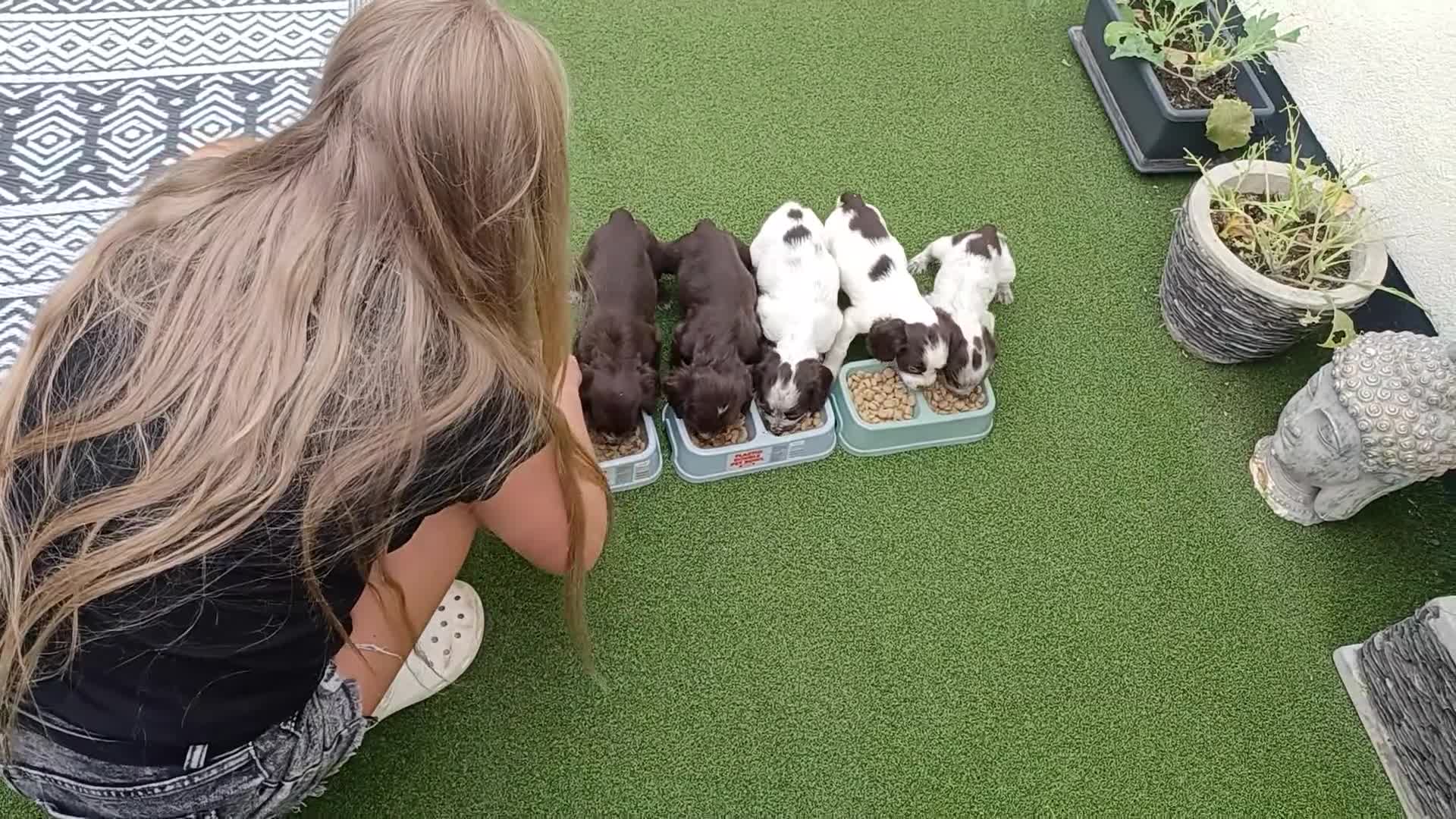 Cocker Spaniel dogs for sale: Working cocker spaniel  - Video 1