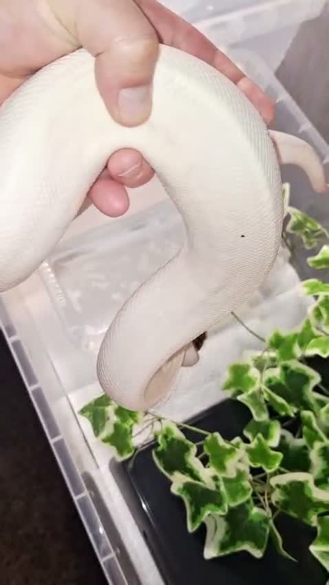 Python Snake reptiles for sale: High pied or panda pied not sure  in Stoke-on-Trent - Video 1