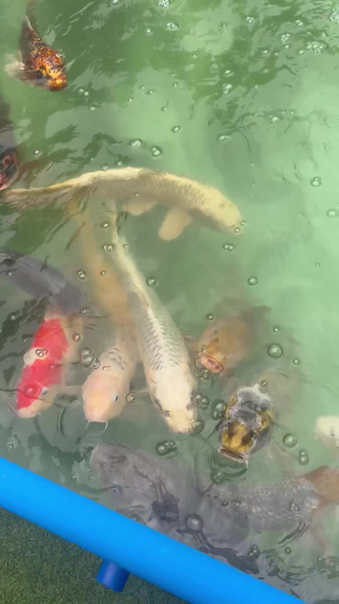 Koi Carp fish for sale: Japanese koi carp £100 each  - Video 1