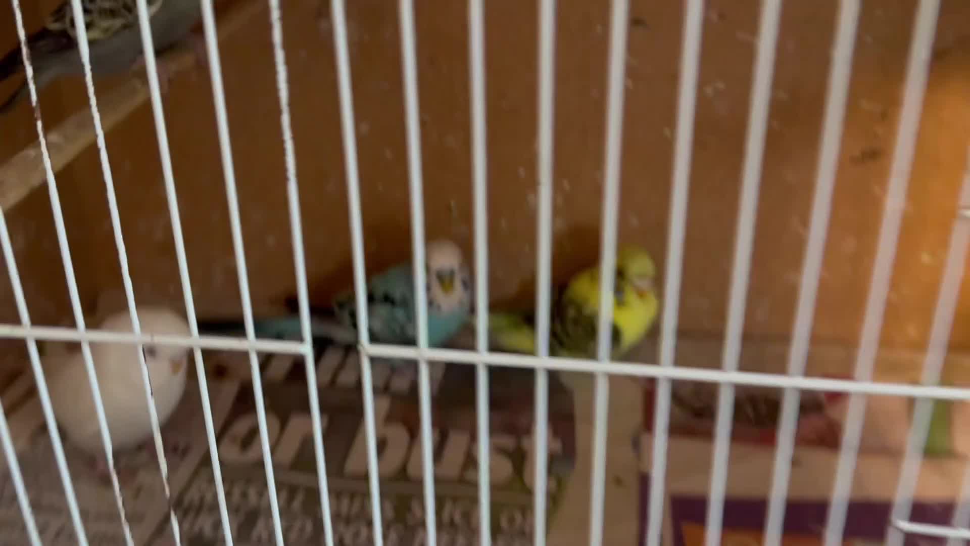 Cockatiels birds for sale: Baby budgies  - Video 2