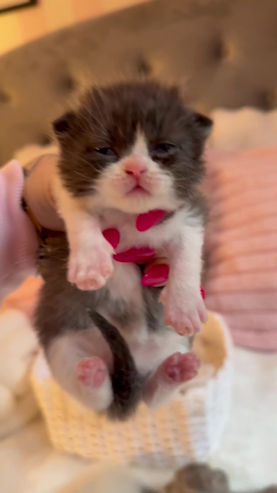 British Shorthair cats for sale: British Shorthair kittens Champion Line 🥇🏆😻 - Video 4
