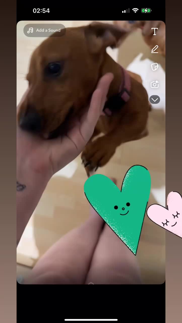 Miniature Dachshund dogs for sale: Miniature dachshund female  - Video 1