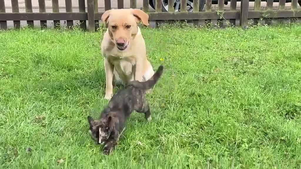 Labrador Retriever dogs for sale: Fox Red Lab Puppies (2/9) Exceptional Temperament - Video 1