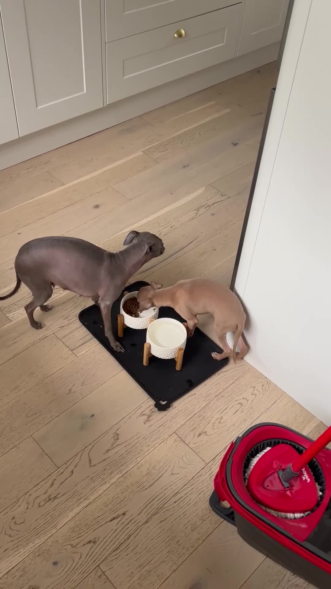 Italian Greyhound dogs for sale: Little girl 🎀KC Reg Italian Greyhound puppy - Video 2