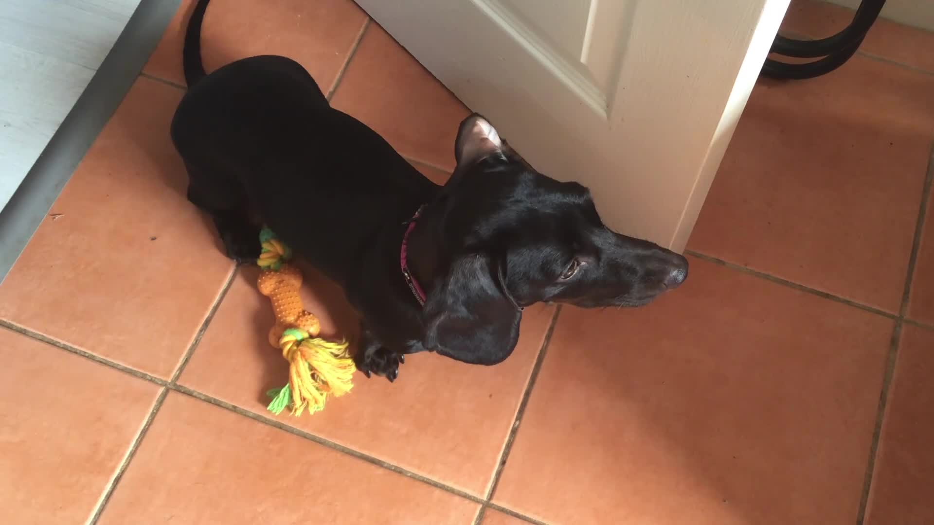 Miniature Dachshund dogs for sale: Female Mini Dachshund - Video 3