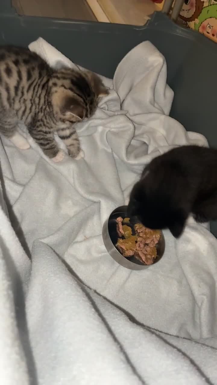 Mixed Breed cats for sale: 2 adorable kitten for sale - Video 1