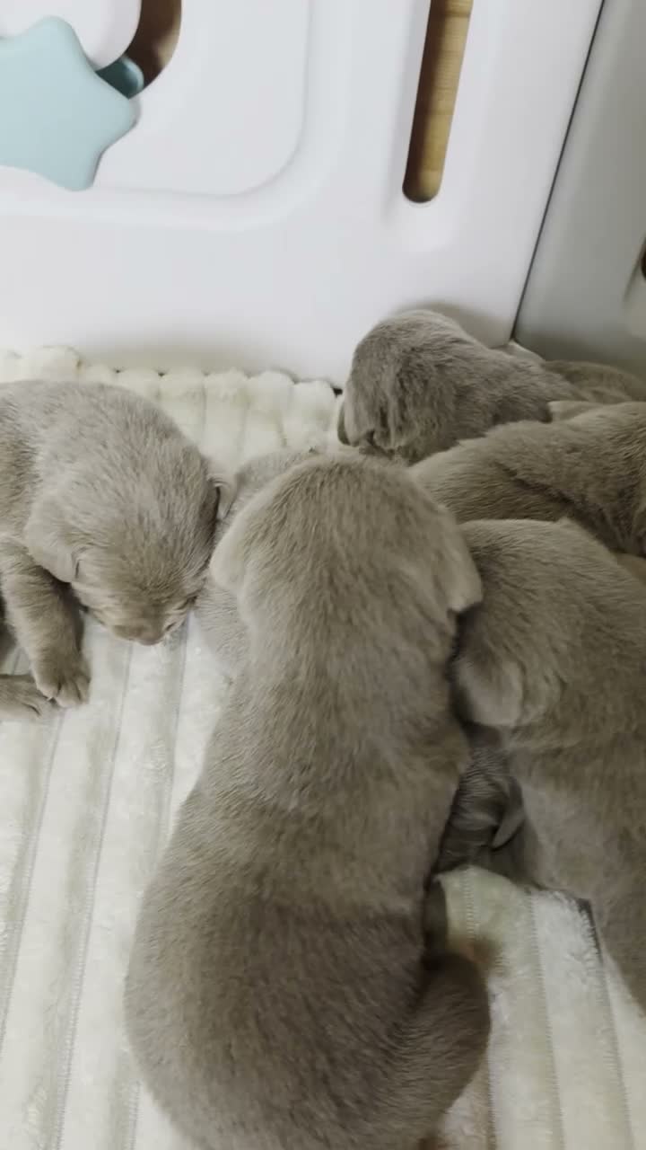 Labrador Retriever dogs for sale: 6 STUNNING KC SILVER LAB PUPPIES  - Video 1