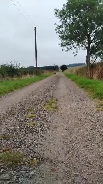 Cocker Spaniel dogs for stud: Health Tested KC Cocker Spaniel  - Video 1