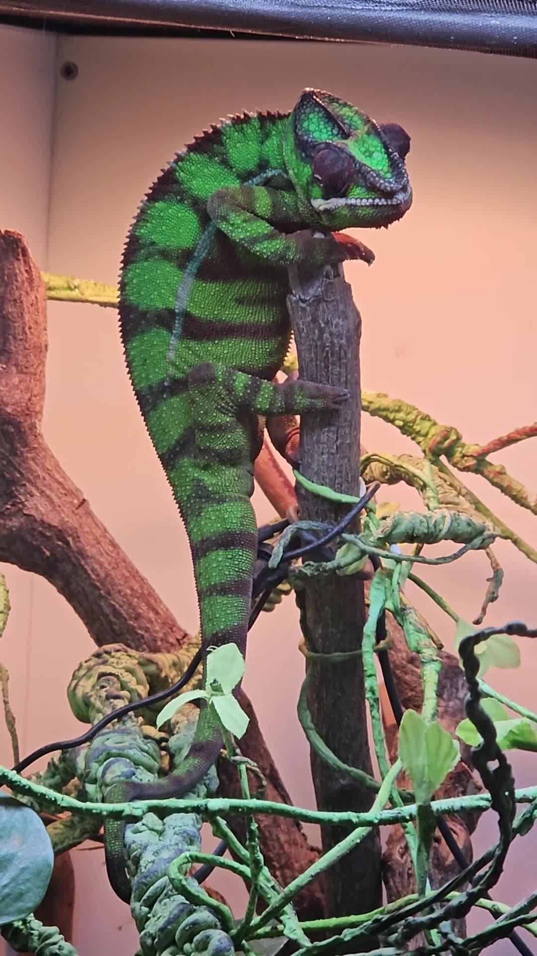 Chameleon reptiles for sale: Ambilobe Panther Chameleon Male (9 months old)  - Video 1