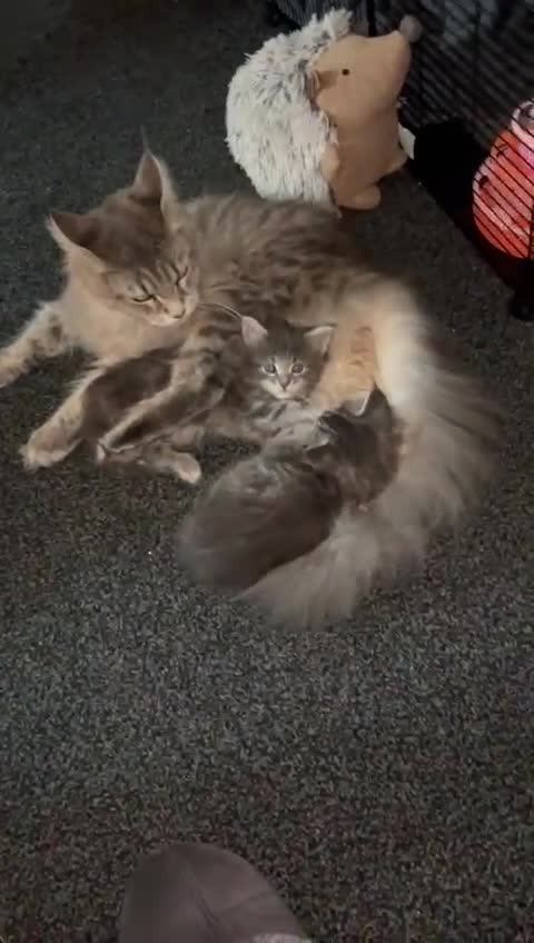 Maine Coon cats for sale: Pedigree main coon kittens  in Halifax - Video 2