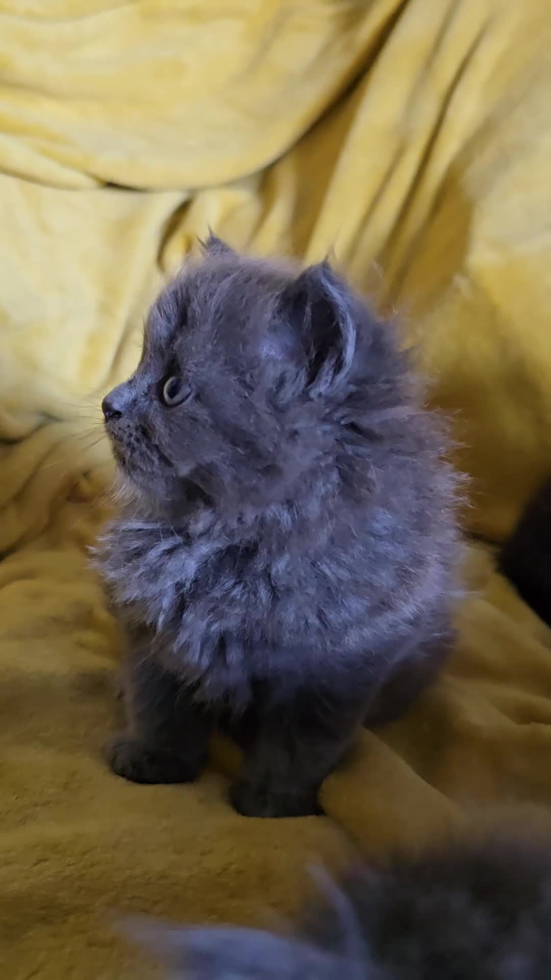 British Shorthair cats for sale: Gorgeous half British short-hair kittens - Video 4