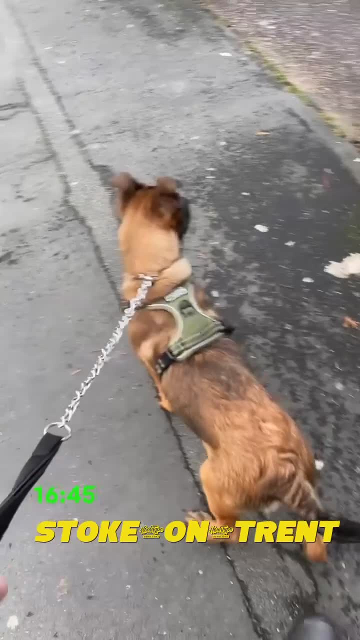Belgian Shepherd Dog dogs for sale: 7 MONTH OLD MALE BELGIAN MALINOIS in Stoke-on-Trent - Video 3