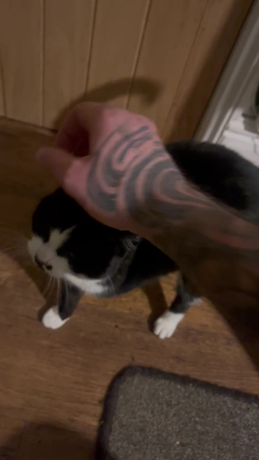 Mixed Breed cats for sale:  **  found as a stray 😞  **   - Video 1